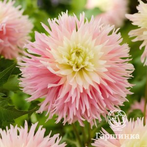 Георгина Джаст Мерид кактусовидная
Георгина Джаст Мерид кактусовидная