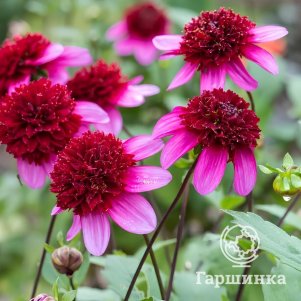 Георгина Пудл Скит анемоновидная
Георгина Пудл Скит анемоновидная