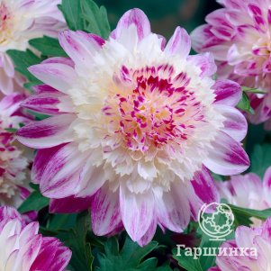 Георгина Ки Сера анемоновидная
Георгина Ки Сера анемоновидная