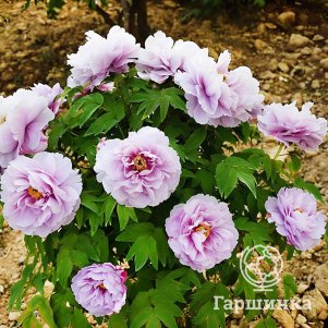 Пион Нефритовый цветок древовидный розовый
Пион Нефритовый цветок древовидный розовый