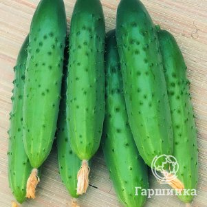 Огурец Зозуля F1 0,3 г, Семена Гавриш
Огурец Зозуля F1 0,3 г, Семена Гавриш