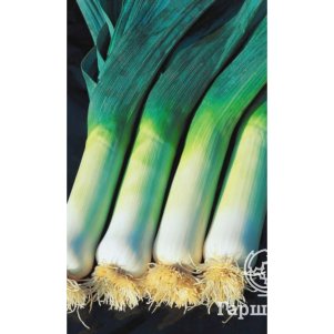 Лук порей Сибирский Великан ц/п Уральский дачник, Семена Марс
Лук порей Сибирский Великан ц/п Уральский дачник, Семена Марс