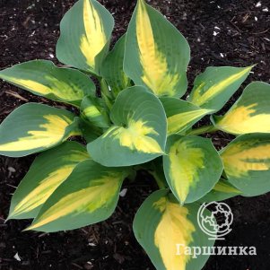 Хоста Форбидден Фрут (L)
Хоста Форбидден Фрут (L)