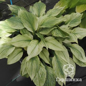 Хоста Сильвер Фезе (M)
Хоста Сильвер Фезе (M)