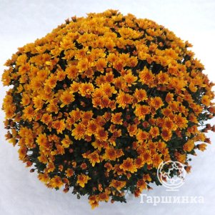Хризантема мультифлора Бранвенус
Хризантема мультифлора Бранвенус