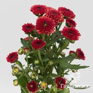 Хризантема Калимеро Ред горшечная
Хризантема Калимеро Ред горшечная