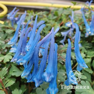 Хохлатка Блю Херон узколистная
Хохлатка Блю Херон узколистная