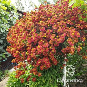 Гелениум Моерхейм Бьюти
Гелениум Моерхейм Бьюти