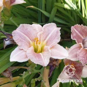 Лилейник Барбара Митчелл
Лилейник Барбара Митчелл