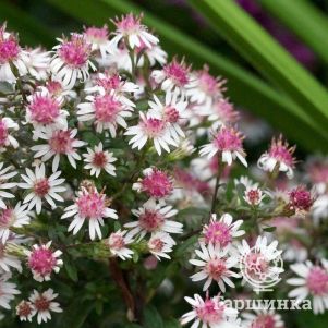 Астра бокоцветная Принц
Астра бокоцветная Принц