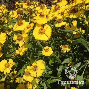 Гелениум Канария
Гелениум Канария