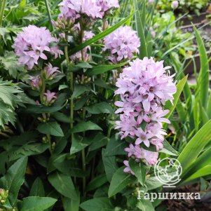 Колокольчик скученный Каролина
Колокольчик скученный Каролина