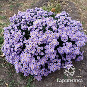 Астра новобельгийская Пепл Дом
Астра новобельгийская Пепл Дом