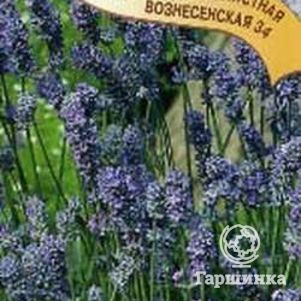 Лаванда Вознесенская 34 узколистная 0,05 г, Семена Гавриш
Лаванда Вознесенская 34 узколистная 0,05 г, Семена Гавриш