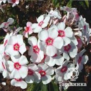 Флокс Эрли Стар метельчатый
Флокс Эрли Стар метельчатый