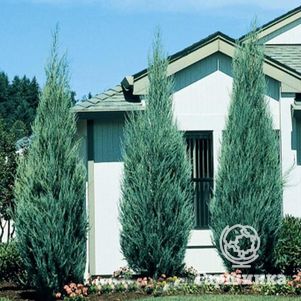 Можжевельник скальный Скайрокет
Можжевельник скальный Скайрокет