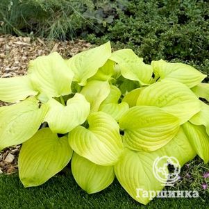 Хоста Тортилла Чип (M)
Хоста Тортилла Чип (M)