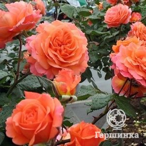 Роза Салмон кустарниковая, Imperial Rose
Роза Салмон кустарниковая, Imperial Rose