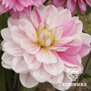 Георгина Бонеста декоративная
Георгина Бонеста декоративная