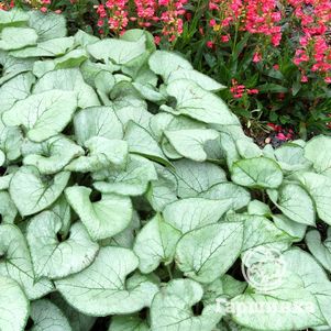 Бруннера Лукин Гласс
Бруннера Лукин Гласс