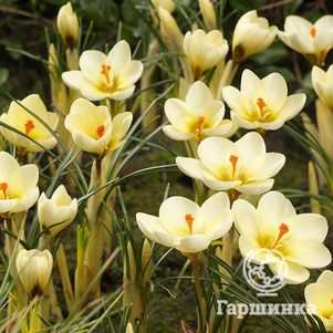 Крокус Крим Бьюти 15 шт
Крокус Крим Бьюти 15 шт