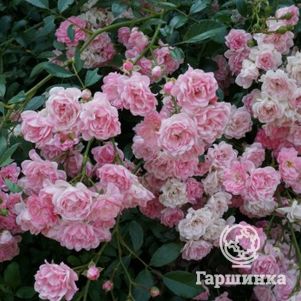 Роза Зе Фэйри почвопокровная, Топалович (лиц)
Роза Зе Фэйри почвопокровная, Топалович (лиц)