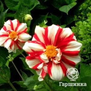 Георгина Файр энд Айс бордюрная
Георгина Файр энд Айс бордюрная