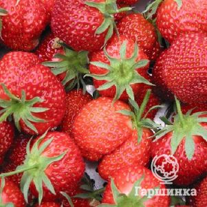 Клубника Остара ремонтантная
Клубника Остара ремонтантная