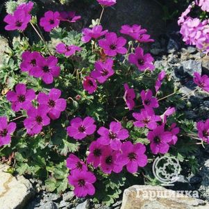 Герань садовая Сабкулесценс
Герань садовая Сабкулесценс