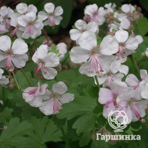 Герань Биоково кембриджская
Герань Биоково кембриджская