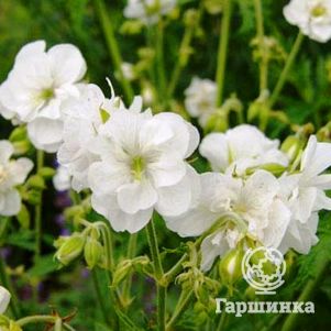 Герань садовая Лаура
Герань садовая Лаура