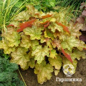 Гейхера Джинжер Эль
Гейхера Джинжер Эль