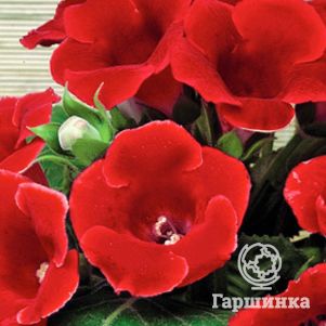 Глоксиния Этойле де Фью
Глоксиния Этойле де Фью