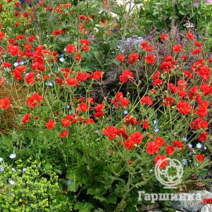 Гравилат Миссис Брэдшоу
Гравилат Миссис Брэдшоу