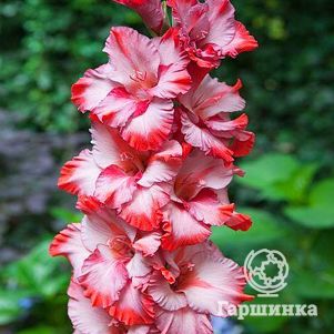 Гладиолус Грейхаунд 5 шт
Гладиолус Грейхаунд 5 шт