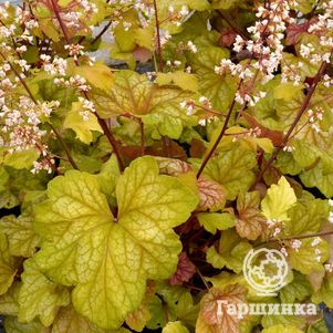 Гейхера Шампань
Гейхера Шампань