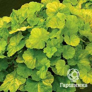 Гейхера Нозерн Икспожэ Лайм
Гейхера Нозерн Икспожэ Лайм