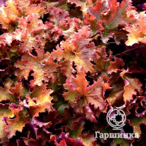 Гейхера Зиппер
Гейхера Зиппер