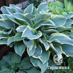 Хоста Регал Сплендор (L)
Хоста Регал Сплендор (L)