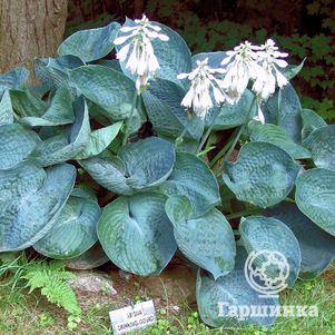 Хоста Абиква Дринкин Гурд (ML)
Хоста Абиква Дринкин Гурд (ML)