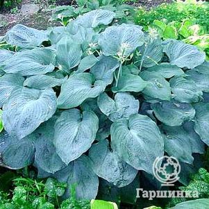 Хоста Блу Энджел (L)
Хоста Блу Энджел (L)
