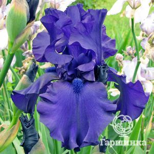 Ирис бородатый Даски Челленджер
Ирис бородатый Даски Челленджер