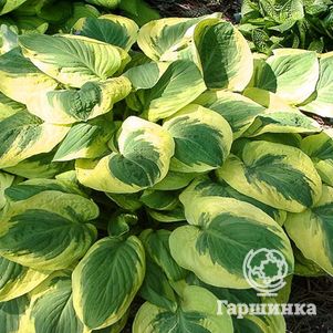 Хоста Карнавал (ML)
Хоста Карнавал (ML)