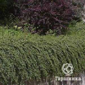 Кизильник Даммера Скогхолм
Кизильник Даммера Скогхолм