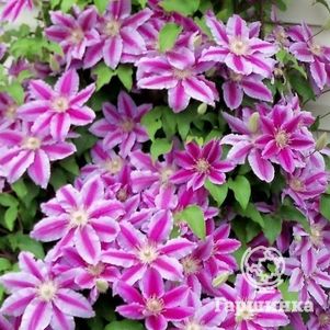 Клематис Доктор Руппель крупноцветковый (2)
Клематис Доктор Руппель крупноцветковый (2)