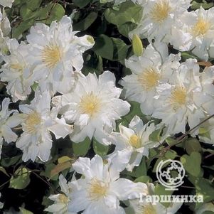 Клематис Сильвия Денни крупноцветковый (2)
Клематис Сильвия Денни крупноцветковый (2)