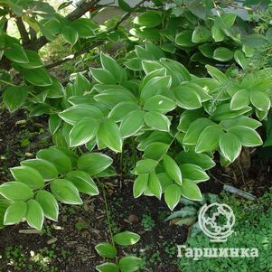 Купена серповидная Вариегатум
Купена серповидная Вариегатум