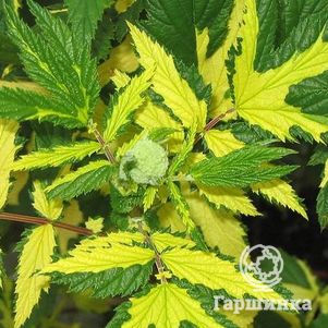 Лабазник (таволга) Вариегата
Лабазник (таволга) Вариегата