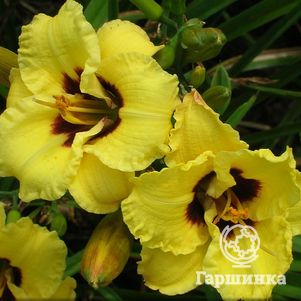 Лилейник Бамбл Би
Лилейник Бамбл Би