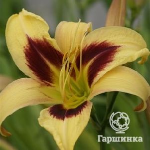 Лилейник Интермедия
Лилейник Интермедия